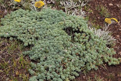 Euryops decumbens, photographed by Tony Rebelo