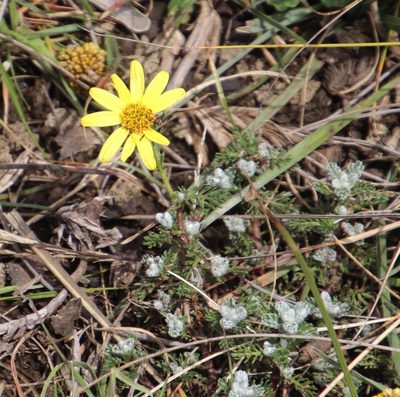 Senecio seminiveus, photographed by Tony Rebelo