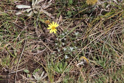 Senecio seminiveus, photographed by Tony Rebelo