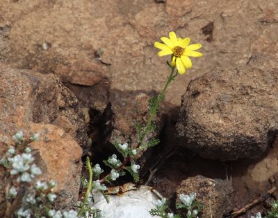 Senecio seminiveus, photographed by Tony Rebelo