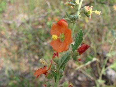 Sphaeralcea fendleri, photographed by Alexis López Hernández