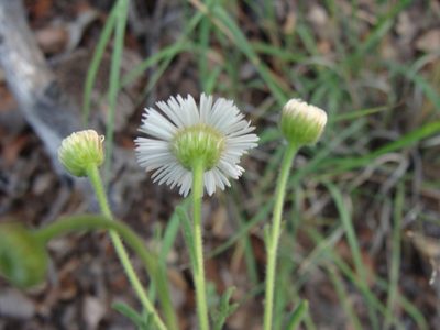 Erigeron neomexicanus, photographed by Alexis López Hernández