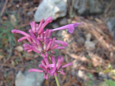 Agastache pallida, photographed by Alexis López Hernández