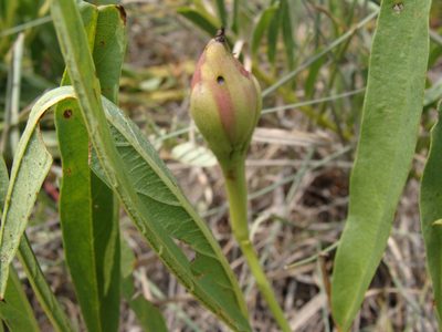 Ipomoea longifolia, photographed by Alexis López Hernández