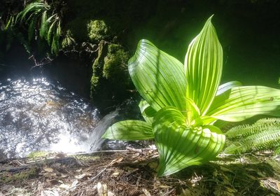 Veratrum fimbriatum, photographed by Jonathan Curley