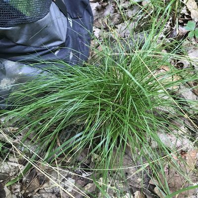 Carex appalachica, photographed by Summit Metro Parks