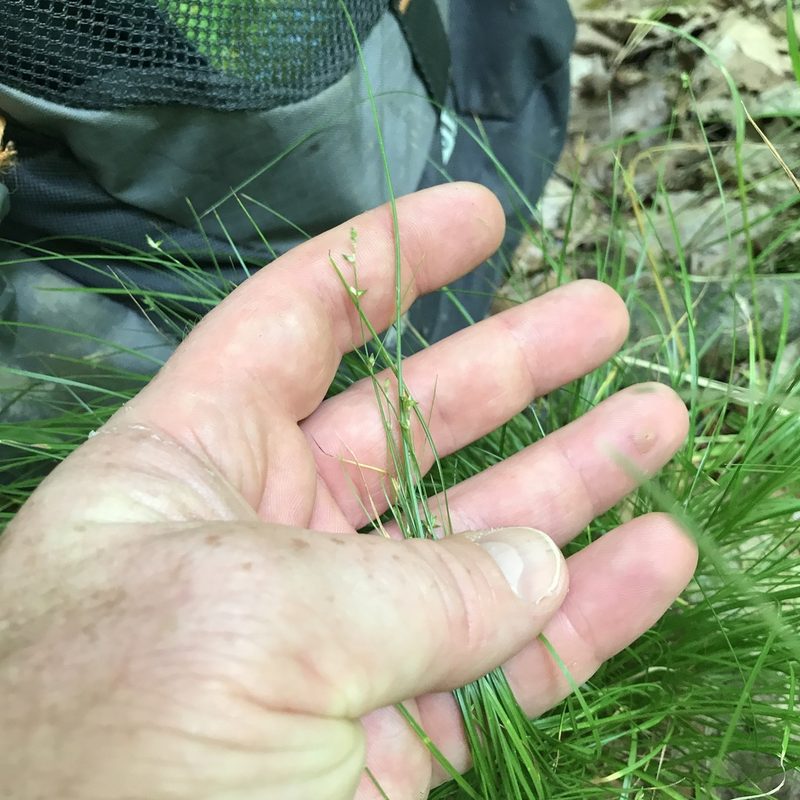 Carex appalachica, photographed by Summit Metro Parks