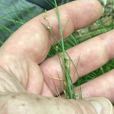 Carex appalachica, photographed by Summit Metro Parks