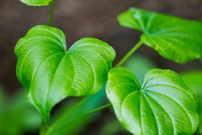 Dioscorea quaternata, photographed by Melissa McMasters