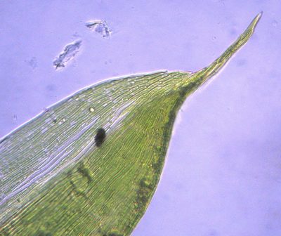 Catagonium nitens, photographed by John Steel