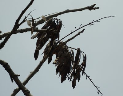 Conzattia sericea, photographed by Francisco Farriols Sarabia