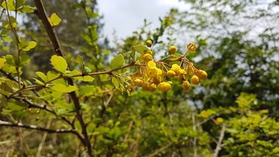 Berberis asiatica, photographed by Neil Alderson