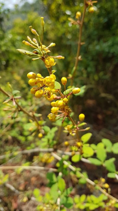 Berberis asiatica, photographed by Neil Alderson