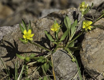 Ranunculus inamoenus, photographed by Craig Martin
