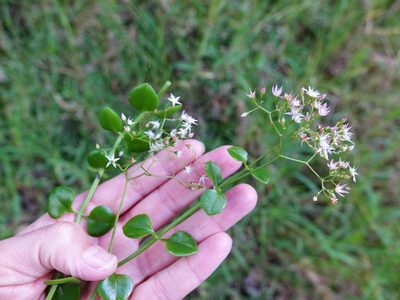 Crassula spathulata, photographed by Jacqui Geux