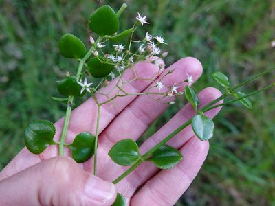 Crassula spathulata, photographed by Jacqui Geux