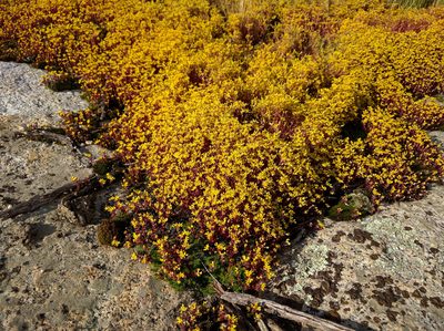 Sedum pumilum, photographed by Nick Doty