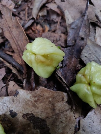 Acronychia suberosa, photographed by Donald Hobern