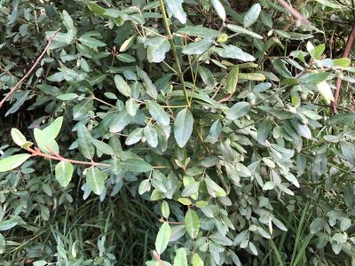 Correa glabra, photographed by elawrey