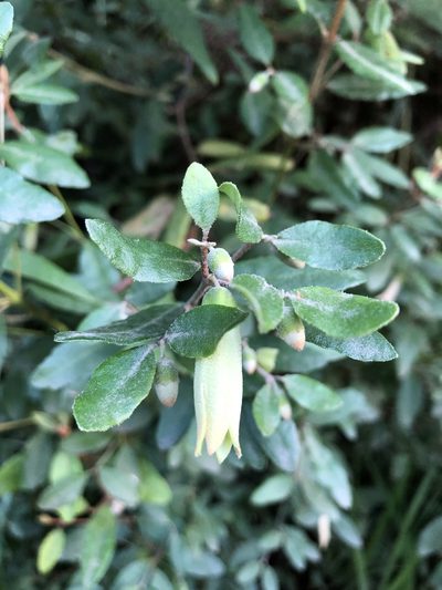 Correa glabra, photographed by elawrey