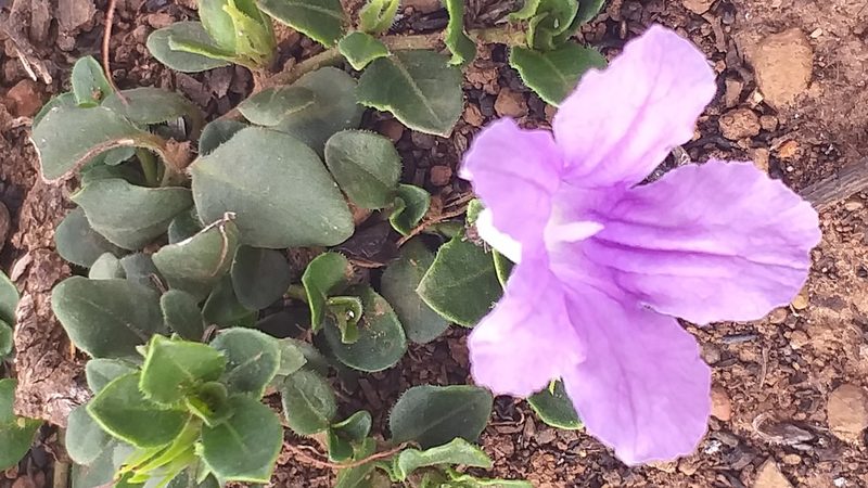 Ruellia pilosa, photographed by kevin koen