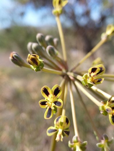 Pelargonium multiradiatum, photographed by Jacques van der Merwe