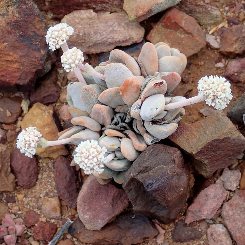 Crassula tecta, photographed by Di Turner