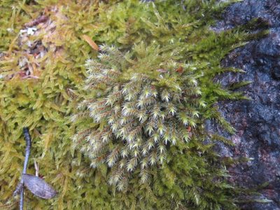 Hedwigia stellata, photographed by Lena Struwe