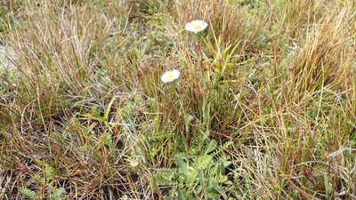 Symphyotrichum vahlii, photographed by John Brew