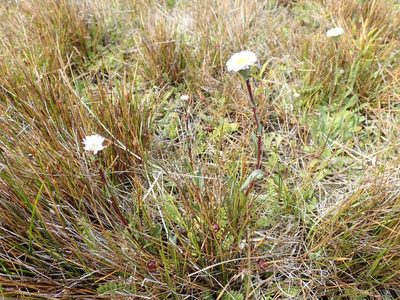 Symphyotrichum vahlii, photographed by John Brew