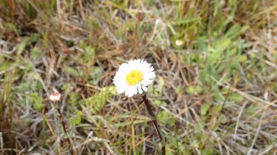 Symphyotrichum vahlii, photographed by John Brew