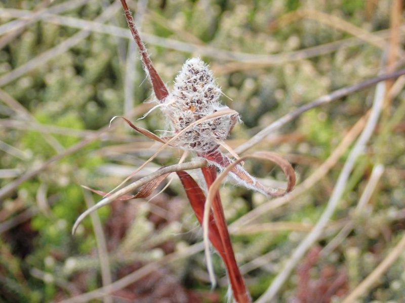 Luzula alopecurus, photographed by John Brew