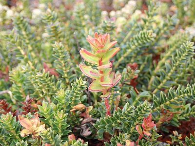 Gaultheria pumila, photographed by John Brew
