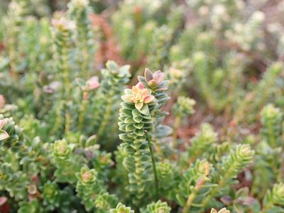 Gaultheria pumila, photographed by John Brew