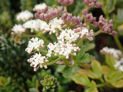Apium australe