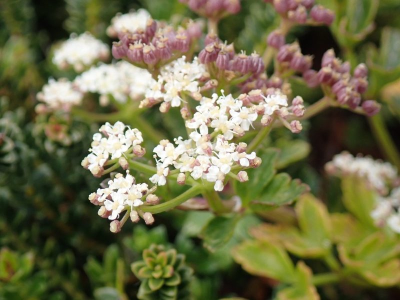 Apium australe, photographed by John Brew