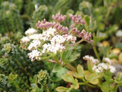 Apium australe, photographed by John Brew