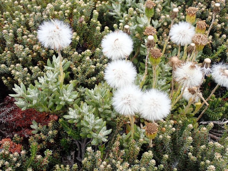 Senecio littoralis, photographed by John Brew
