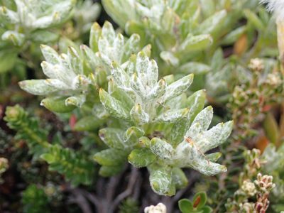 Senecio littoralis, photographed by John Brew