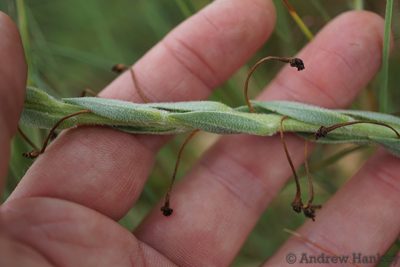 Zaluzianskya elongata, photographed by Andrew Hankey