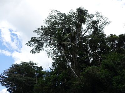 Chrysalidocarpus lastellianus, photographed by Romer N. Rabarijaona