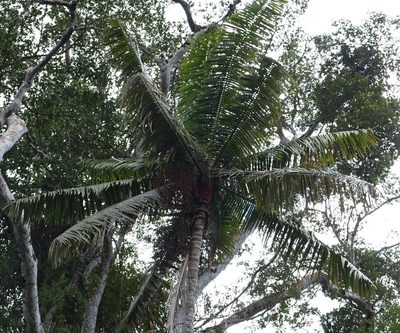 Chrysalidocarpus lastellianus, photographed by Romer N. Rabarijaona