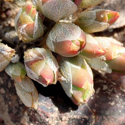 Mesembryanthemum tortuosum, photographed by Di Turner