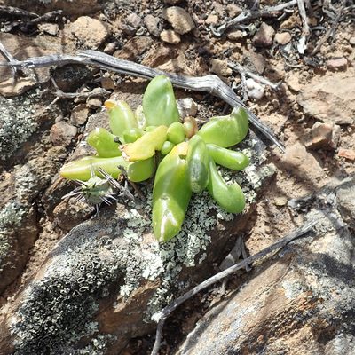 Glottiphyllum depressum, photographed by Di Turner