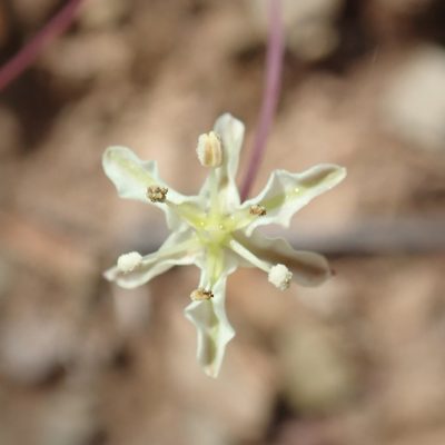 Strumaria gemmata, photographed by Di Turner