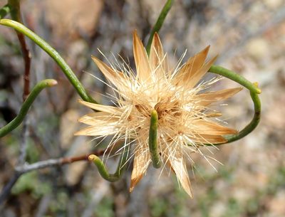 Pteronia flexicaulis, photographed by Di Turner