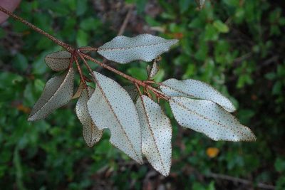 Croton pseudopulchellus, photographed by Andrew Deacon