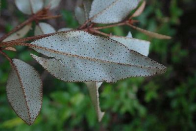 Croton pseudopulchellus, photographed by Andrew Deacon