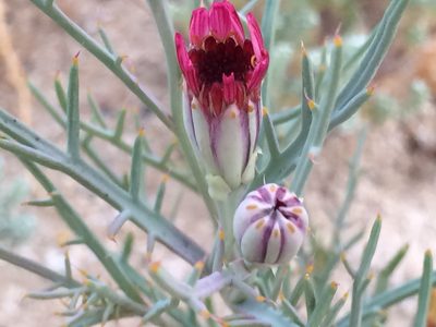 Nicolletia occidentalis, photographed by A.J. Tarnas