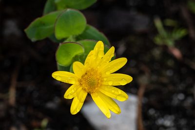 Osteospermum rotundifolium, photographed by magriet b